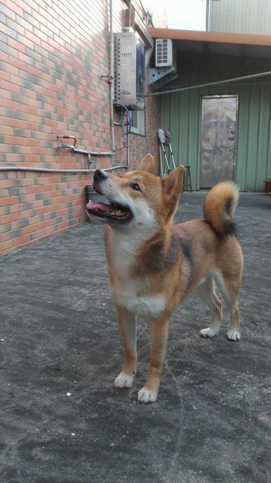 3 宠物性别 公 宠物种类 狗狗 宠物品种  柴犬     颜色特徵  胡麻柴